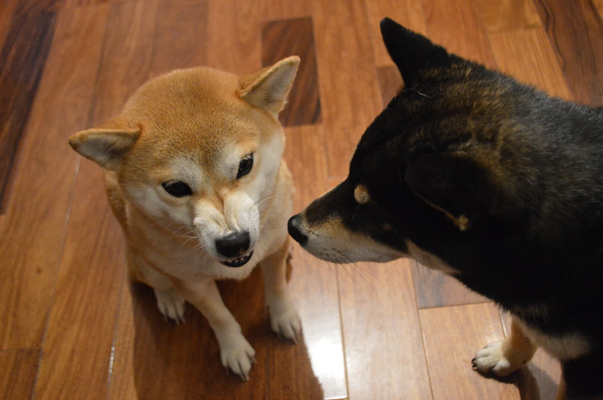 豆柴のオスとメスで性格は違う？